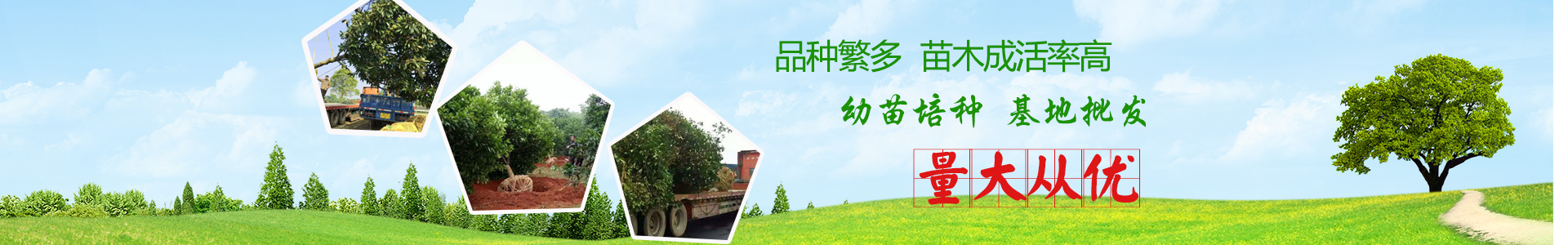 長(zhǎng)沙市亮宇園林綠化工程有限公司_長(zhǎng)沙園林養(yǎng)護(hù)|長(zhǎng)沙大樹(shù)移植|小型樹(shù)種及花草哪里的好