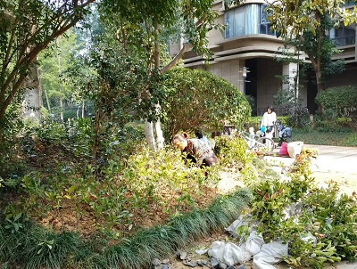 長沙市亮宇園林綠化工程有限公司,長沙園林養(yǎng)護,長沙大樹移植,小型樹種及花草哪里的好